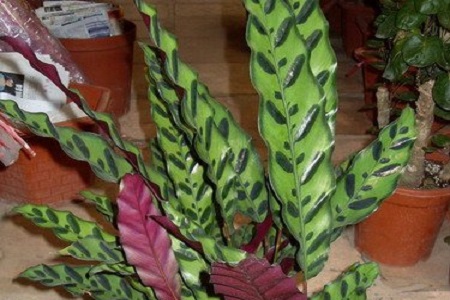 紫背竹芋叶子发黄发干怎么回事