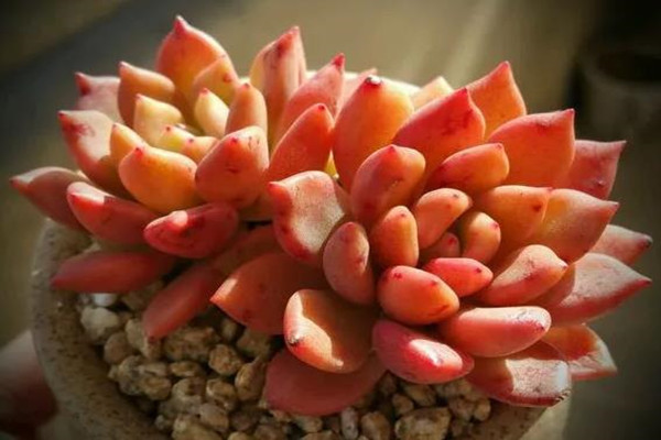 缀化出锦黑腐……这些多肉名词你都不懂还怎么养好多肉！(多肉的缀化和锦是什么意思)