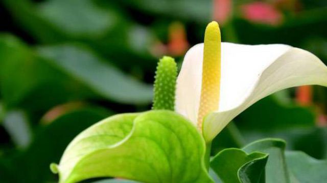 白掌花语及象征(白掌花语象征与寓意是什么意思)