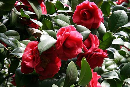 茶花花苞迟迟不开怎么办