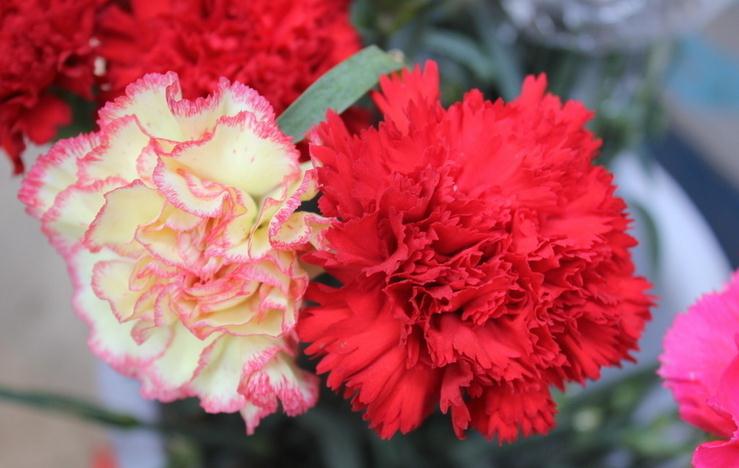 毕业应该送什么花花束给同学