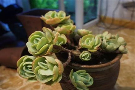 多肉的缀化和锦是什么意思