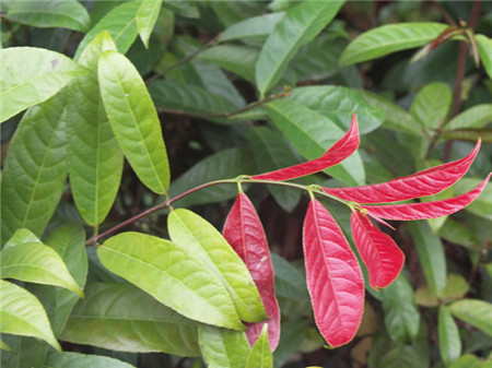红背桂的扦插繁殖法视频