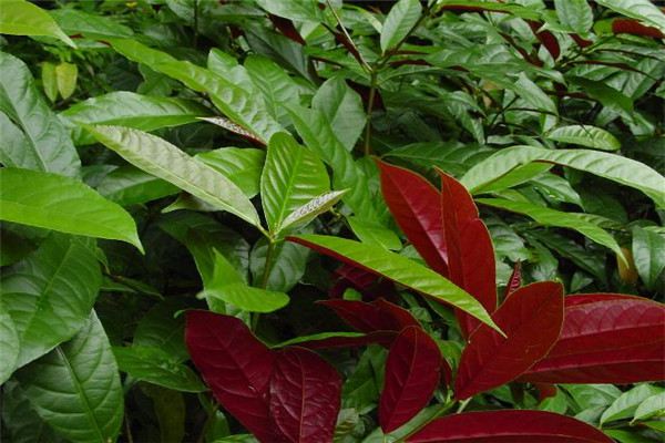 红背桂的扦插繁殖法(红背桂的扦插繁殖法视频)