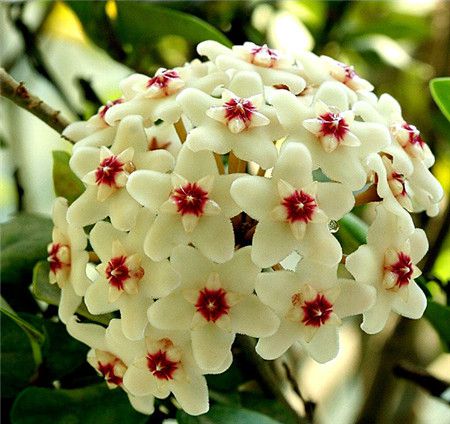 球兰的养护方法