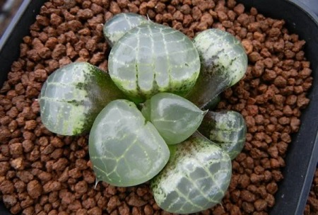 购买花卉计入哪个会计科目