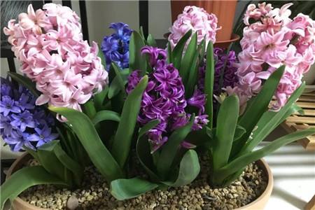 风信子可以长多大