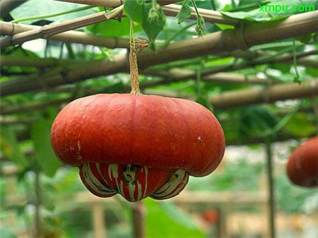 观赏南瓜种类有哪些图片