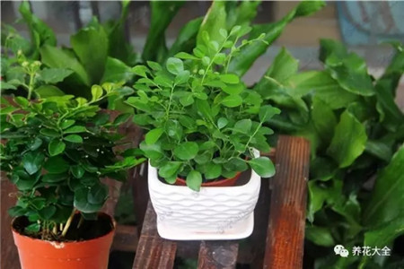 室内养什么花没有蚊子