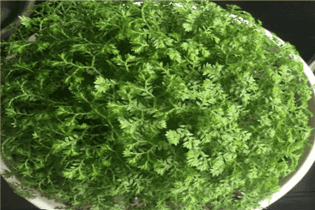 原来香菜还能救命