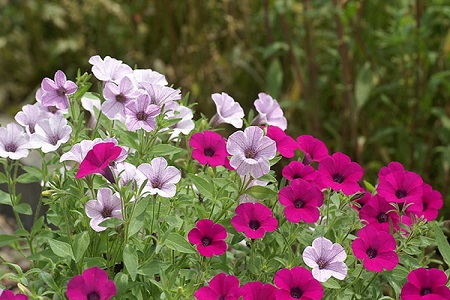 矮牵牛扦插多久生根