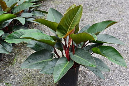 金钻叶子往下垂咋回事?