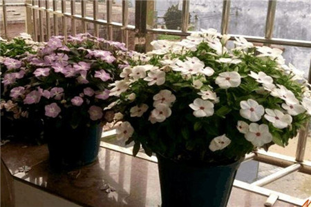 三角梅怎么剪枝修理