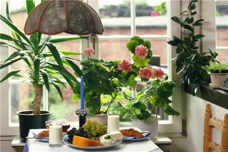 娶了爱养花的女人你就等着幸福吧什么意思