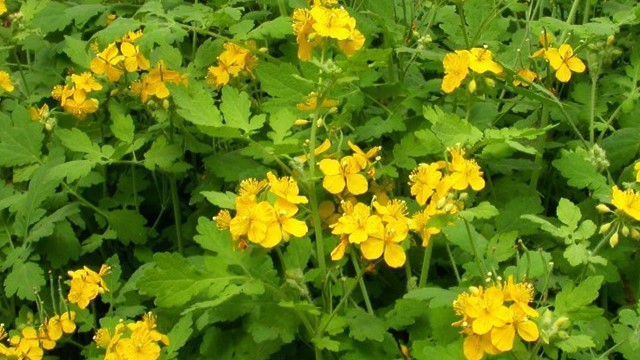 白屈菜的功效与作用(白屈菜的功效与作用图片)