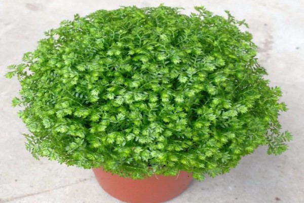 婆婆买了1盆花公公非说是香菜要给吃了拦都拦不住！(原来香菜还能救命)