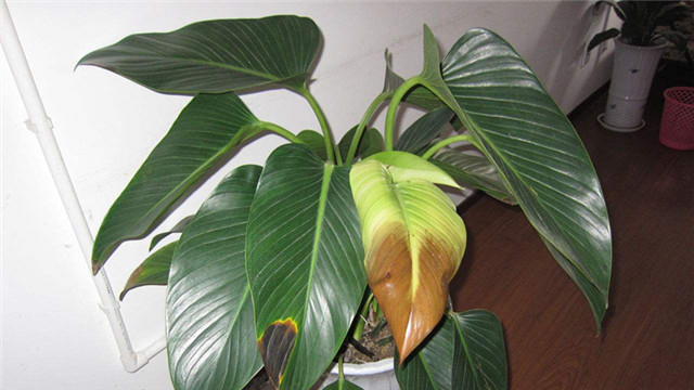 金钻叶子外卷怎么办(金钻叶子往下垂咋回事?)