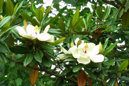 广玉兰的作用和功效特点