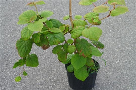 猕猴桃盆栽种植方法视频