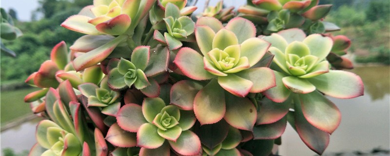 清盛锦的养殖方法和注意事项(清盛锦开花)