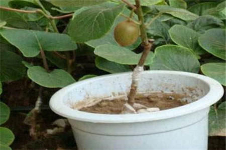 猕猴桃盆栽种植方法视频