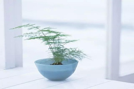 蓬莱松可以室内养吗