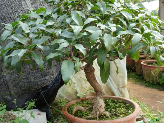 2021桂花不开花是什么原因