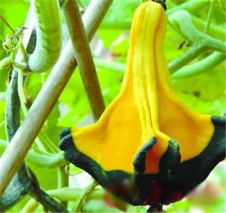 观赏南瓜种类有哪些图片