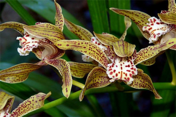 黄蝉兰怎么浇水(黄蝉兰怎么浇水最好)