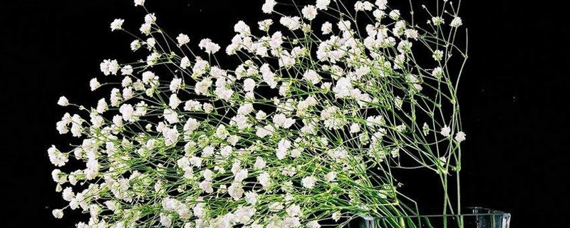 满天星种植时间(满天星种植时间和方法)