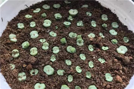多肉聚财树的养殖方法