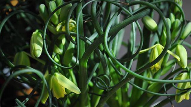 弹簧草的作用有哪些(弹簧草的图片)