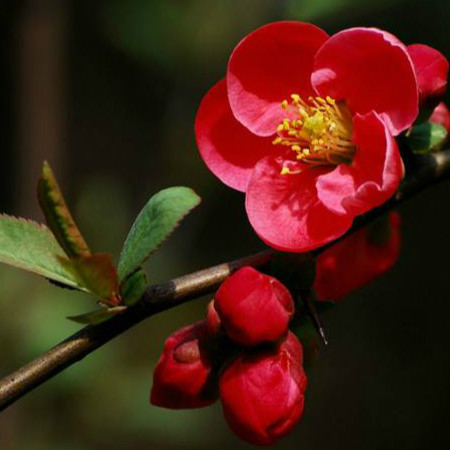 贴梗海棠的养殖方法和注意事项