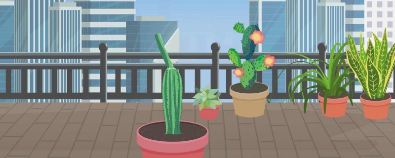 仙人掌为什么带刺?