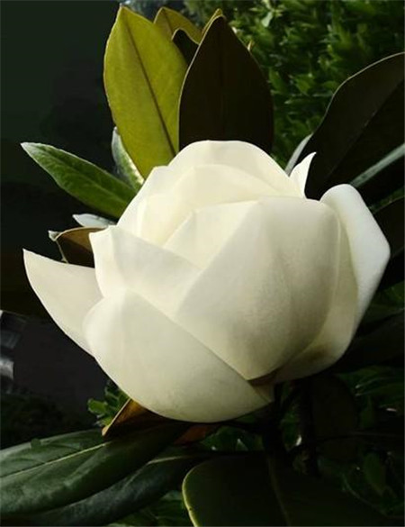 广玉兰的作用和功效特点