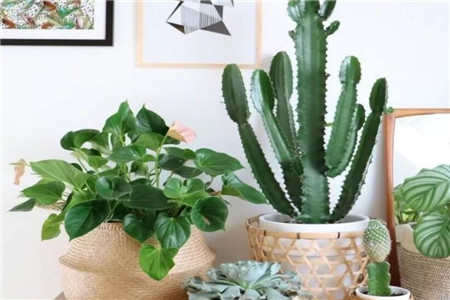 娶了爱养花的女人你就等着幸福吧什么意思