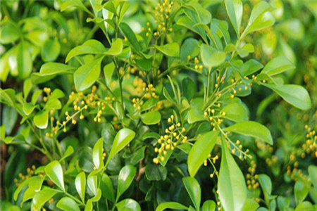 米兰花冬季怎么养护和浇水