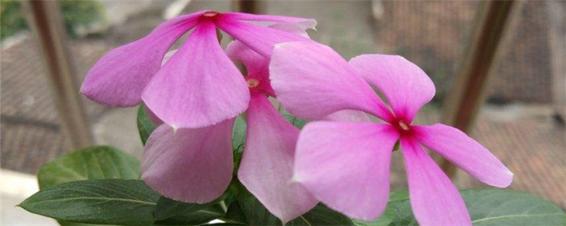 长春花叶子发黄怎么办补救处理方法黄叶枯萎的原因(长春花叶子黄了是什么原因)