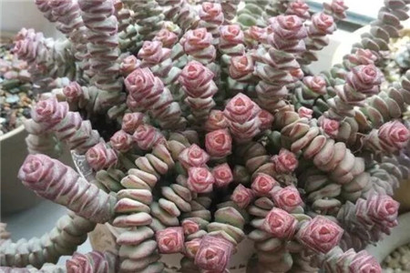 多肉聚财树的养殖方法