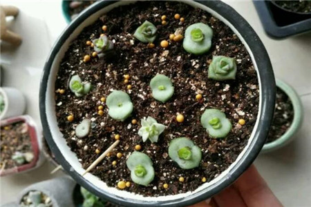 多肉聚财树的养殖方法