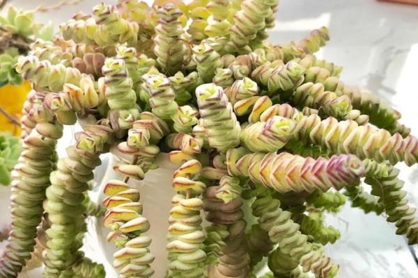 这种多肉就是聚宝盆养1盆金钱滚滚来新年发大财！(多肉聚财树的养殖方法)