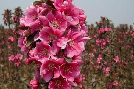 西府海棠好看还是垂丝海棠好看