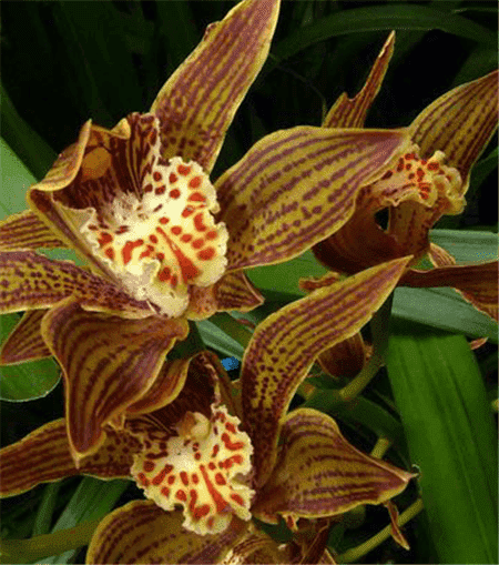 黄蝉兰怎么浇水最好