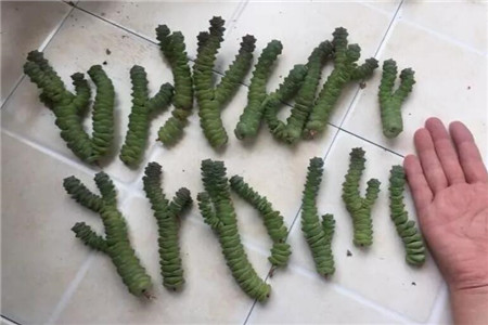 多肉聚财树的养殖方法