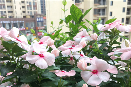 长春花叶子黄了是什么原因