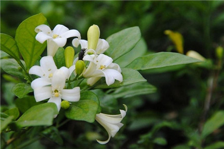 米兰花冬季怎么养护和浇水