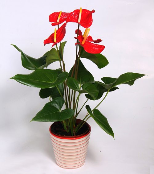 一掌红怎么养殖方法