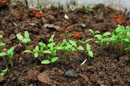 满天星种植时间和方法