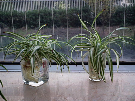 水培吊兰怎么养长得旺盛呢