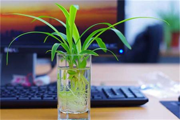 水培吊兰怎么养长得旺盛(水培吊兰怎么养长得旺盛呢)